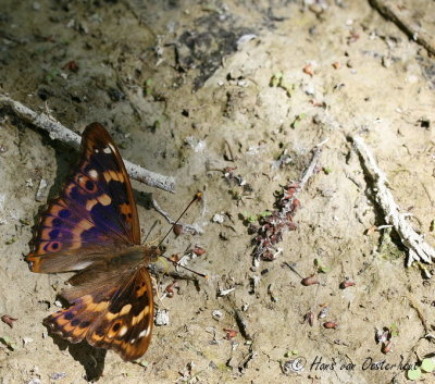 Kleine Weerschijnvlinder Luberon 15 juni 2012