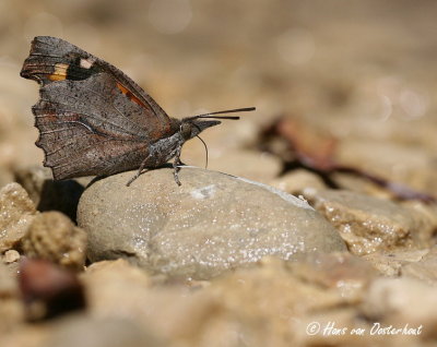 Snuitvlinder - Lebythea celtis