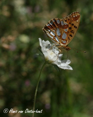 Kleine Parelmoervlinder Griekenland 23 juli 2012
