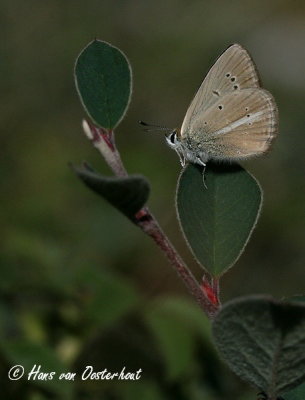 Macedonisch Esparcetteblauwtje - Polyommatus nephohiptamenos