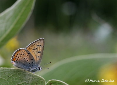 Violette Vuurvlinder Griekenland 18 juli 2012