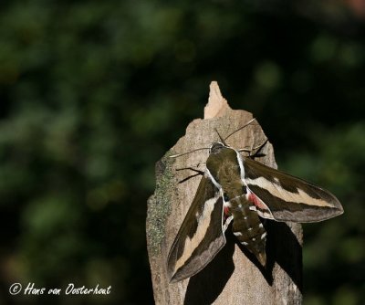 Walstropijlstaart Bussum 19 augustus 2012