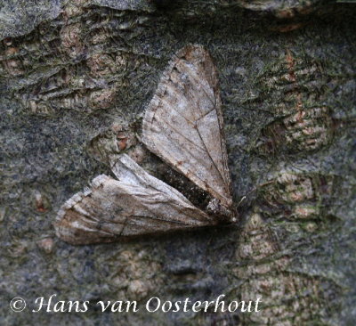 Kleine Wintervlinder - Operophtera brumata
