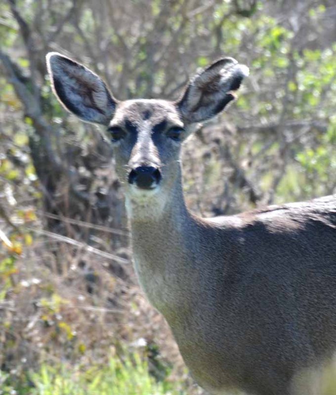 Rural Marin County