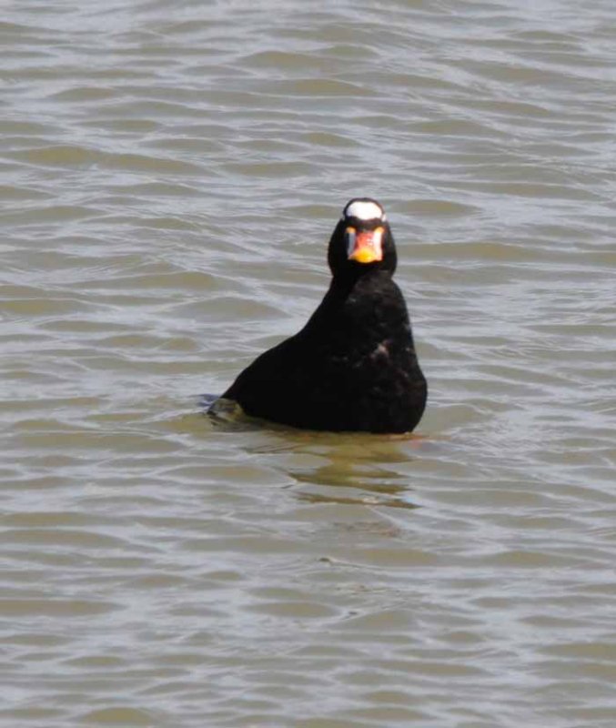 San Francisco Bay Wetlands