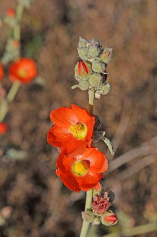 Mojave & Red Rock Canyon