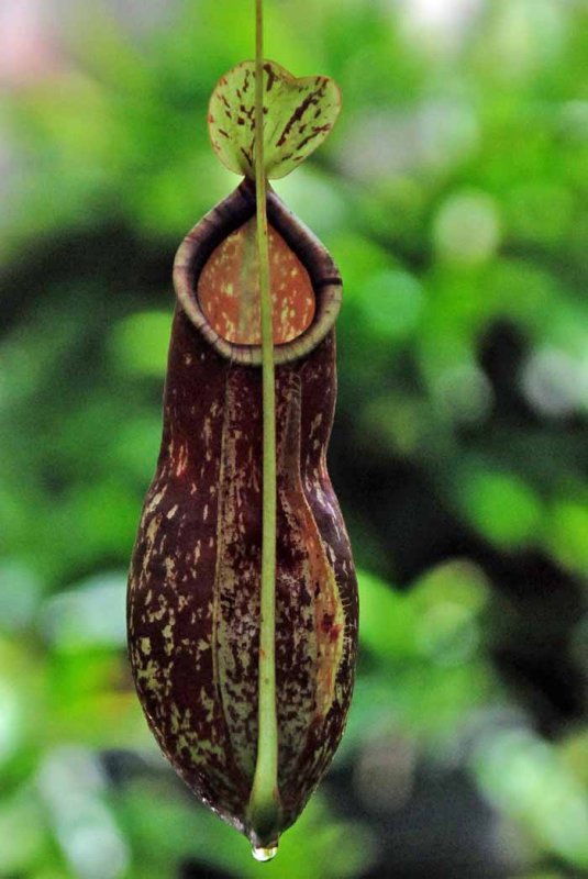 UC Berkeley Botanical Gardens' orchid display