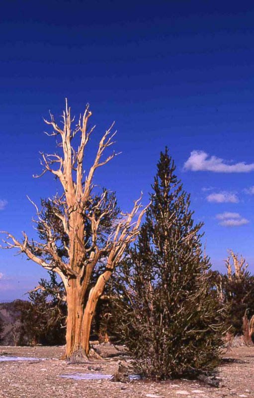 Ancient Bristlecone Pine Nat'l Reserve,California/Nevada border