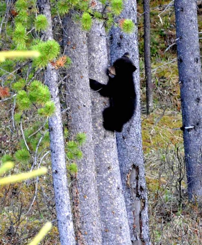 Bears of Banff & Jasper