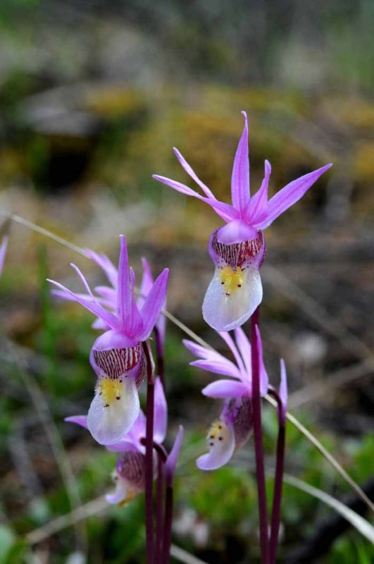 uncultivated orchids.Jasper NP
