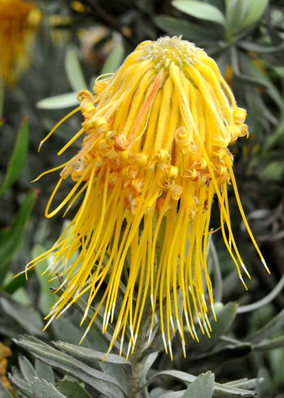 UC Santa Cruz Arboretum