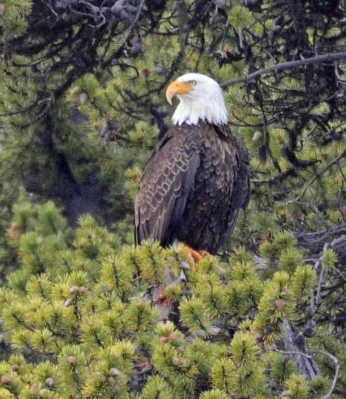 the boss...Jasper NP,Alberta,Canada