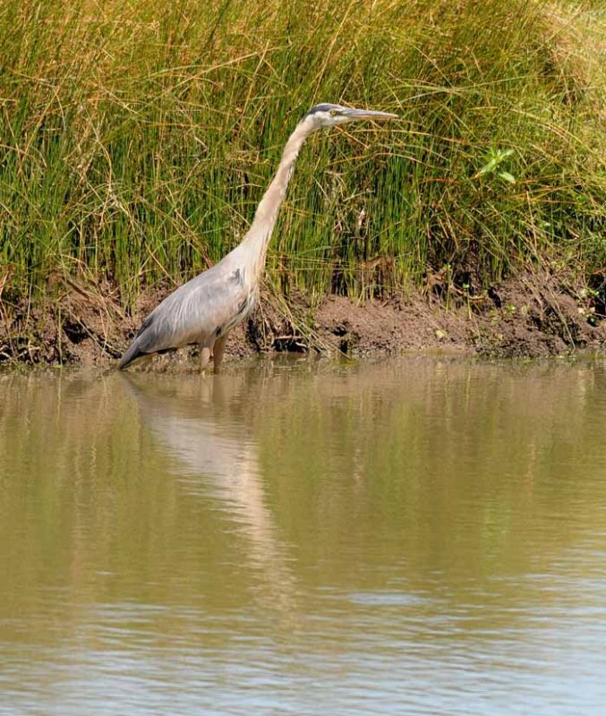 Birds of the Delta