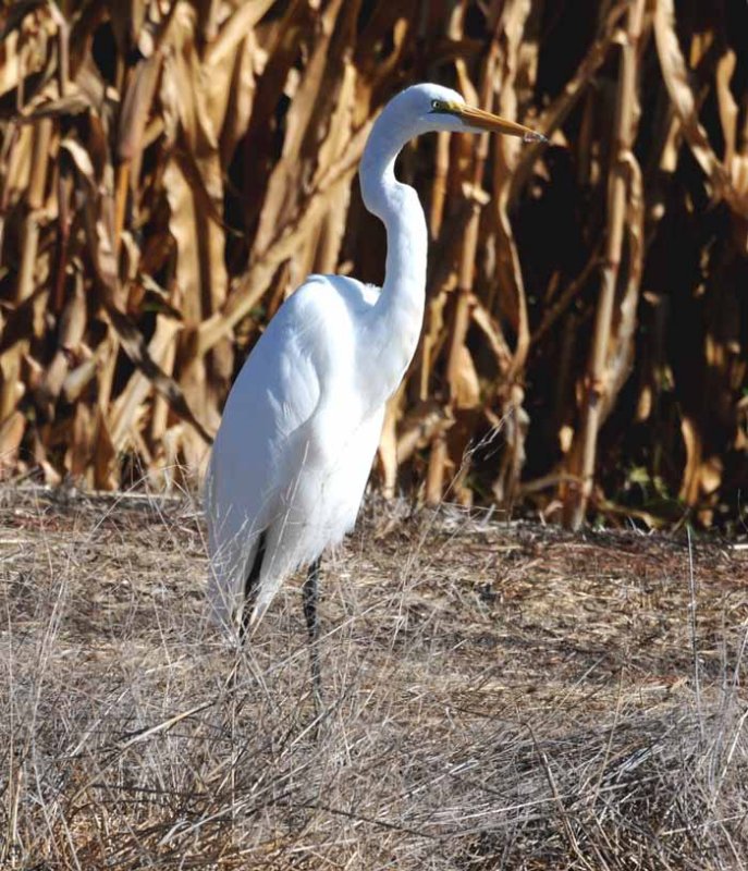 Birds of the Delta