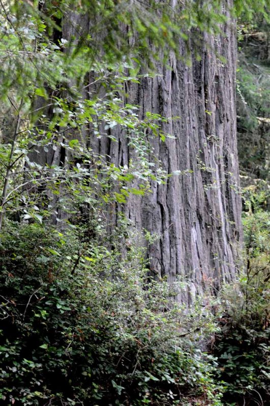 a Giant Sequoia of California