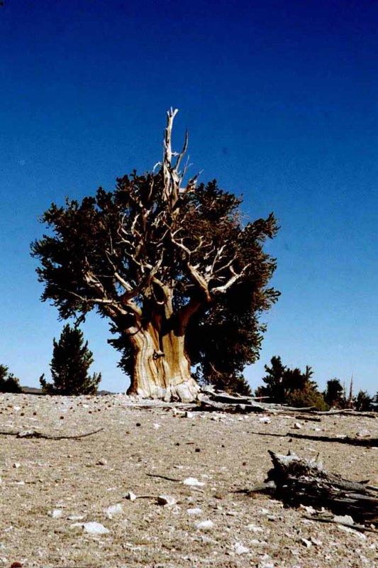 ancient bristlecone pine estimated to be 4,000 years old