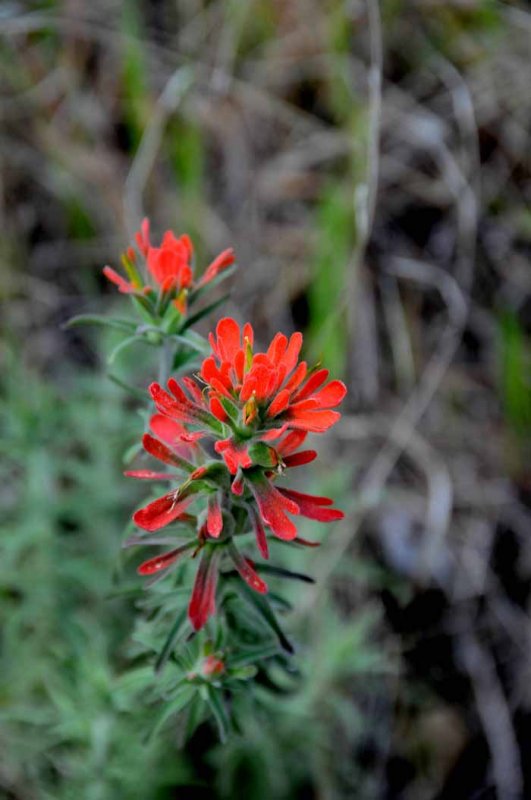 Wildflowers of Mt. Diablo