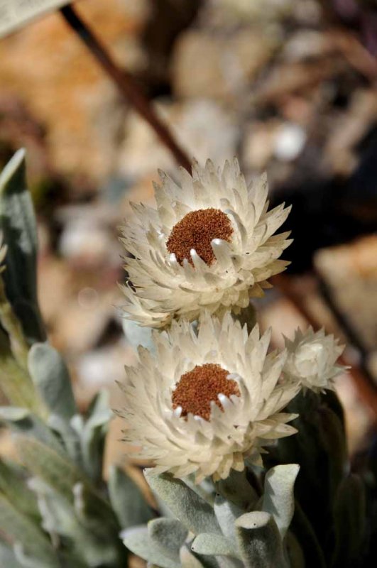 UC Botanical Gardens