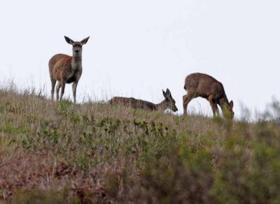 Bodega Bay  & The Sonoma Coast