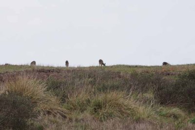 Bodega Bay  & The Sonoma Coast