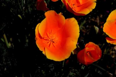 California Poppy Reserve