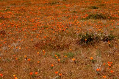 California Poppy Reserve