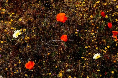 California Poppy Reserve