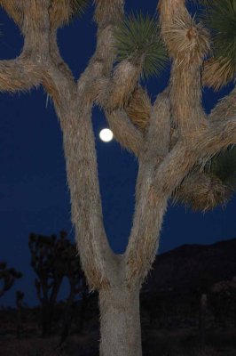 Joshua Tree National Park,California