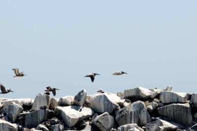 The Brown Pelican