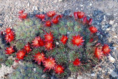 Desert Blooms & Succulents