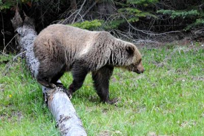 Banff & Jasper, 2011