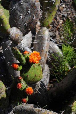 Desert Blooms & Succulents