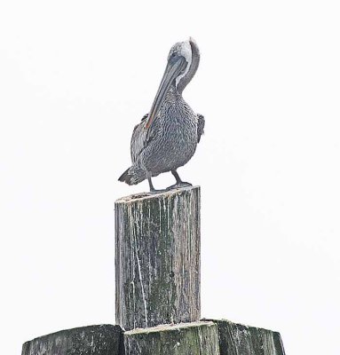 The Brown Pelican