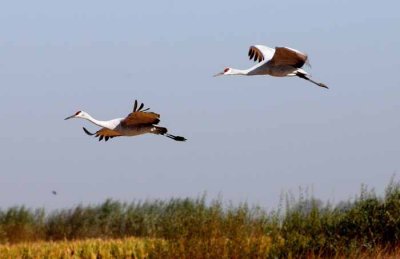 Birds of the Sacramento River Delta