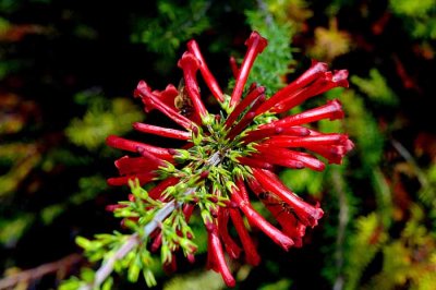 UC Santa Cruz Arboretum