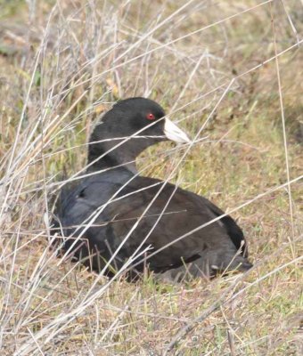 the overpopulated coot