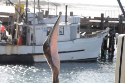 The Brown Pelican