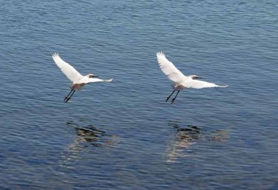 egret Olympics