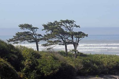 Northern Californias windy coast