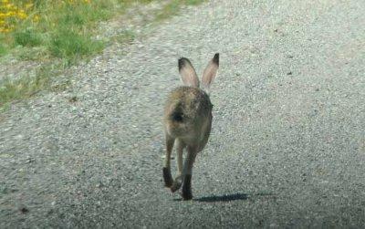 a hare ahead