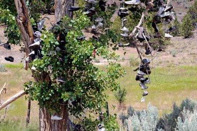 shoe tree in Eastern Oregon