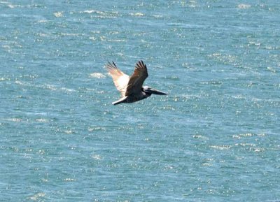 The Brown Pelican