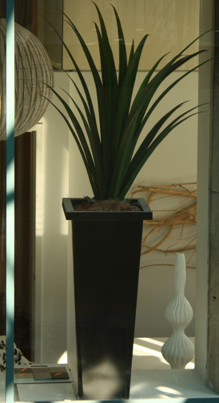 Glassed plant2.jpg