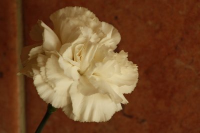 White carnation.jpg