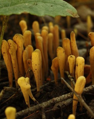 Forest Fungi.jpg