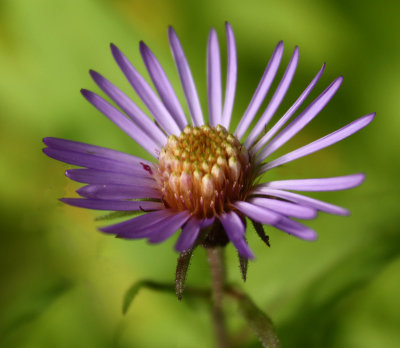 Arctic Aster3.jpg