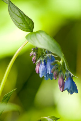 Tall Bluebell4.jpg
