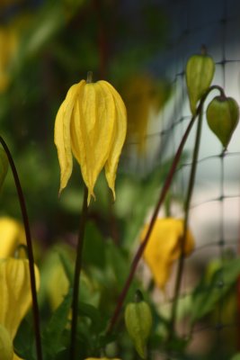 Clematis3.jpg