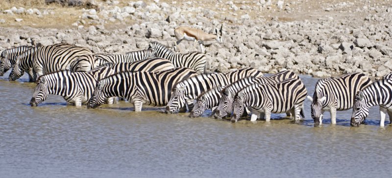 Zebra-Ongava