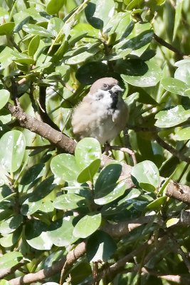 Eurasian Tree Sparrow